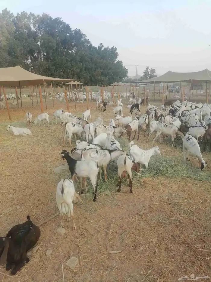 تيوس بحارة جذعان 8