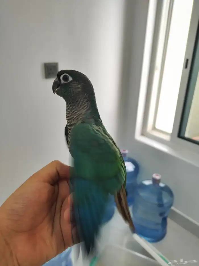 كنيور بلو شيك بيع مستعجل 6