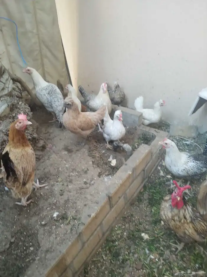 دجاج مشكل فيومى وحبامب بياض 4