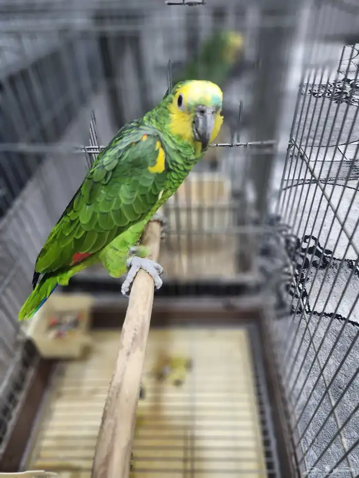 امازون بلوفرنتد 1