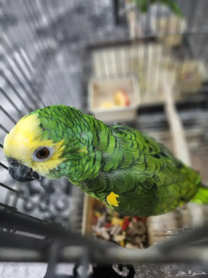 امازون بلوفرنتد 3