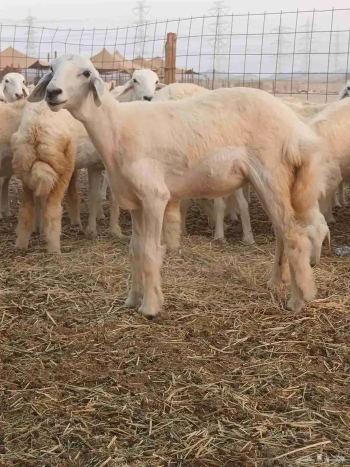 رخال حريات صنف 6