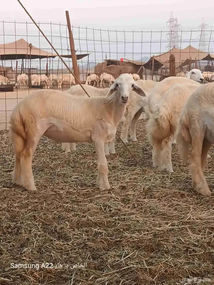 رخال حريات صنف 1