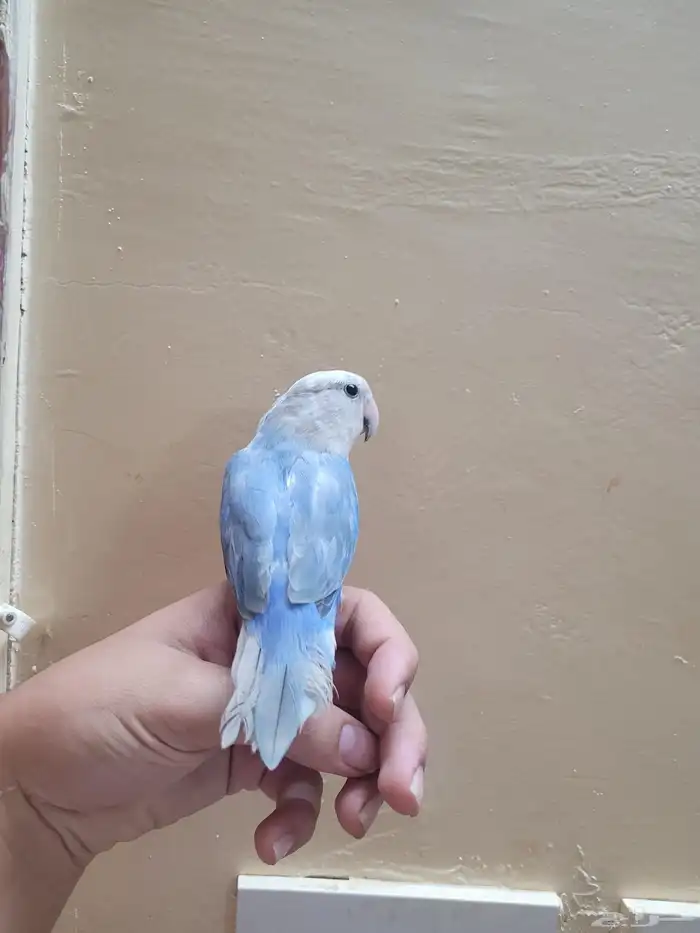 روز أليف للبيع 0