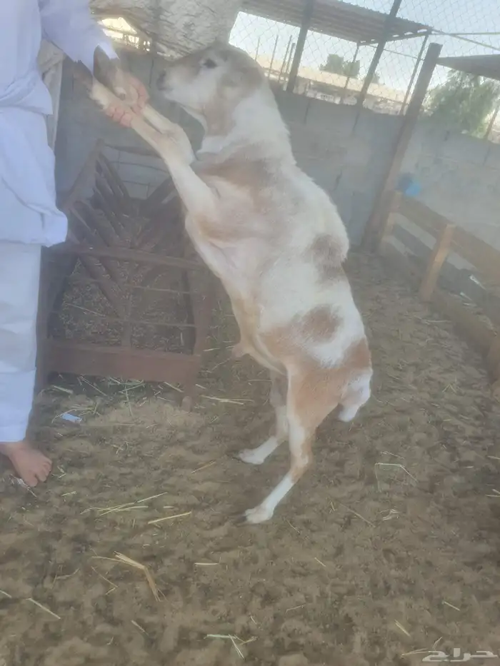 عرض اليوم خرفان رفيدي فل الفل 990 ريال 0