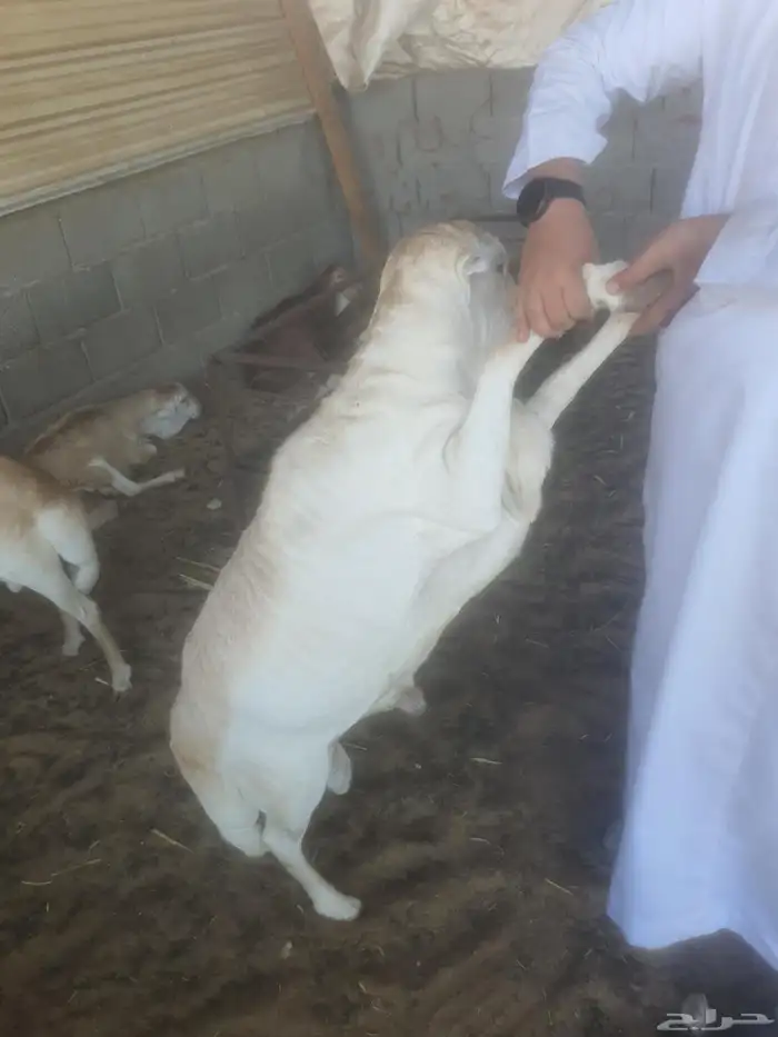 عرض اليوم خرفان رفيدي فل الفل 990 ريال 2