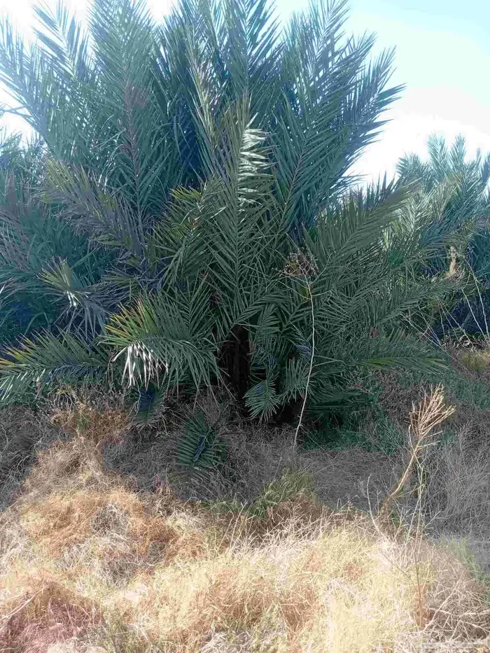 يوجد الدنيا نخل نبوت سلطان مجذر ومجدول بس مشتل وليس مجذر 1