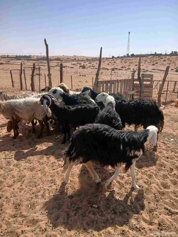 غنم للبيع 2