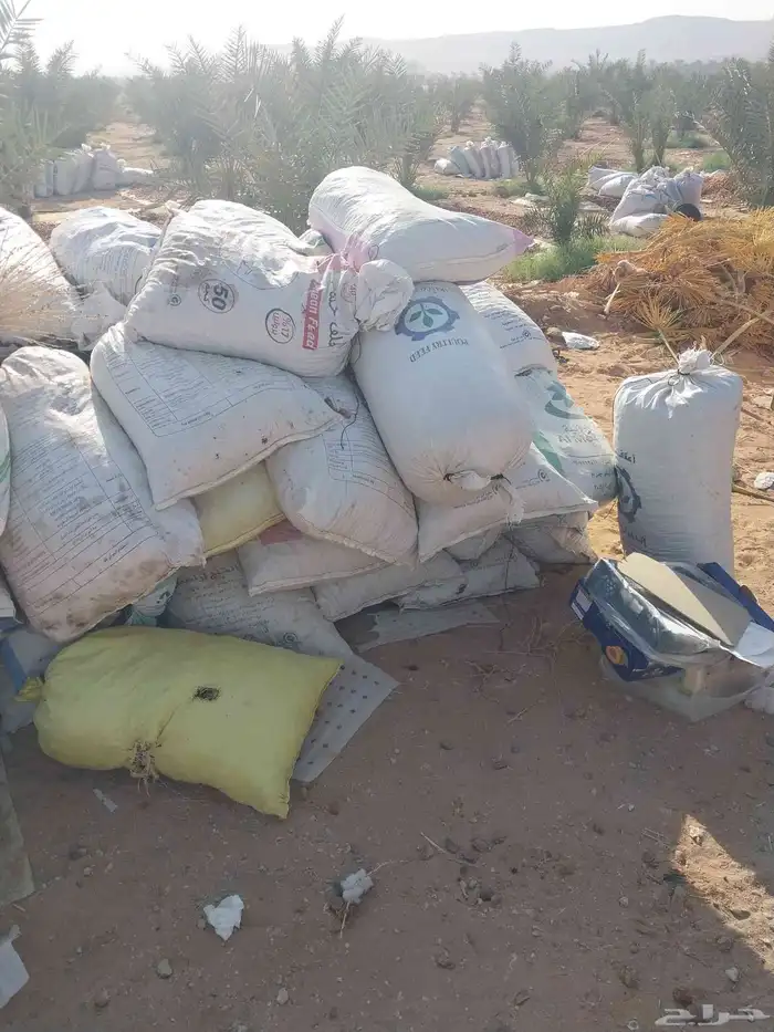 يوجد لدينا حشف حلال تمر نظيف 1