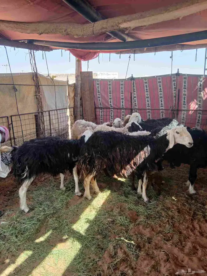 غنم للبيع 8