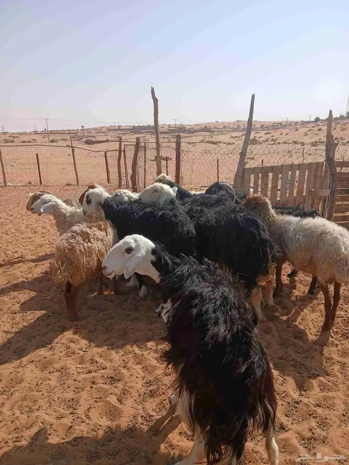 غنم للبيع 1