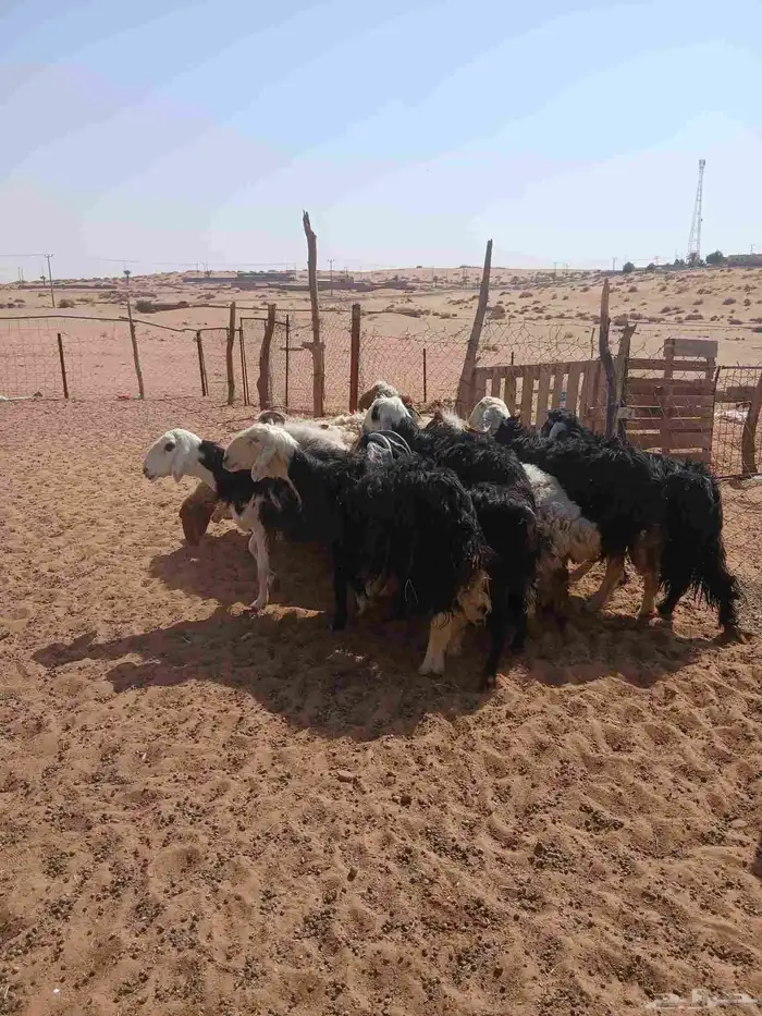 غنم للبيع 3