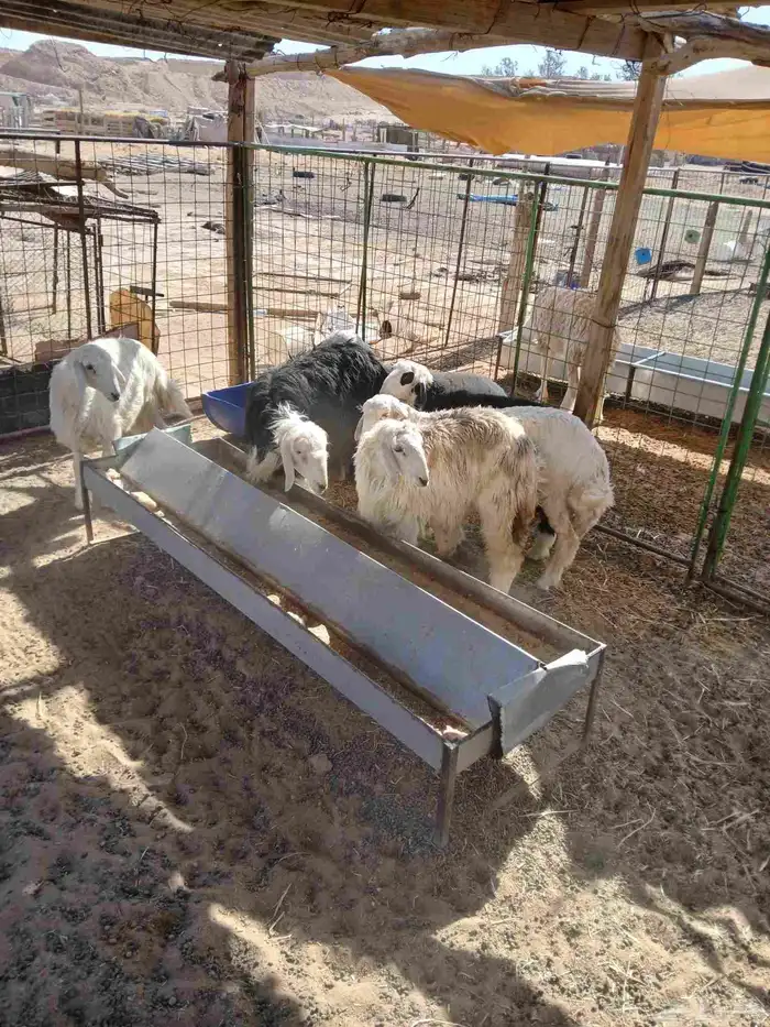 بهم لبيع خرافان وارخال العدد 6 4 حري و 2 نجدي 0