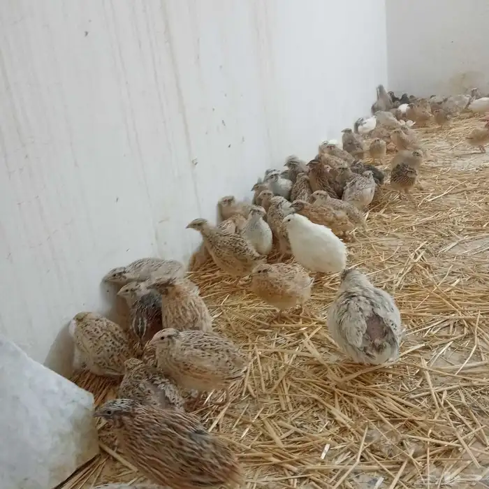 سمان بياض ذبح وتربيه 2