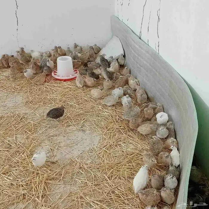 سمان بياض ذبح وتربيه 3