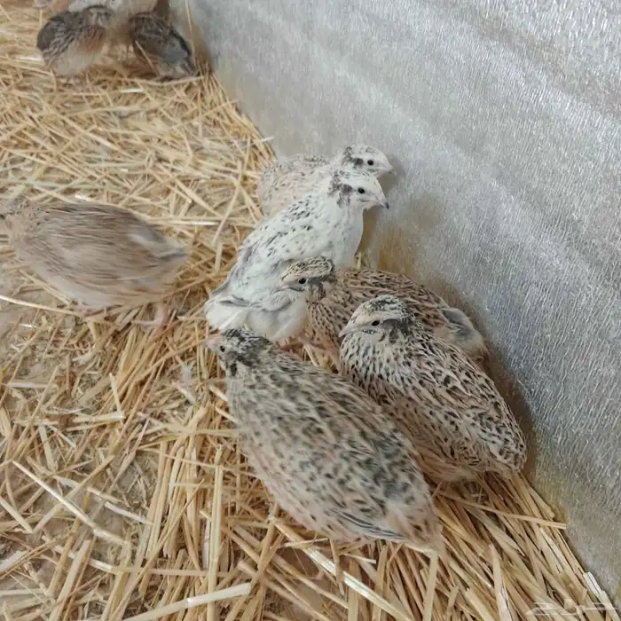 سمان بياض ذبح وتربيه 0