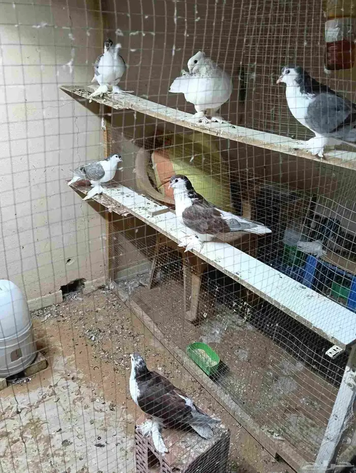 حمام شيرازي للبيع 2