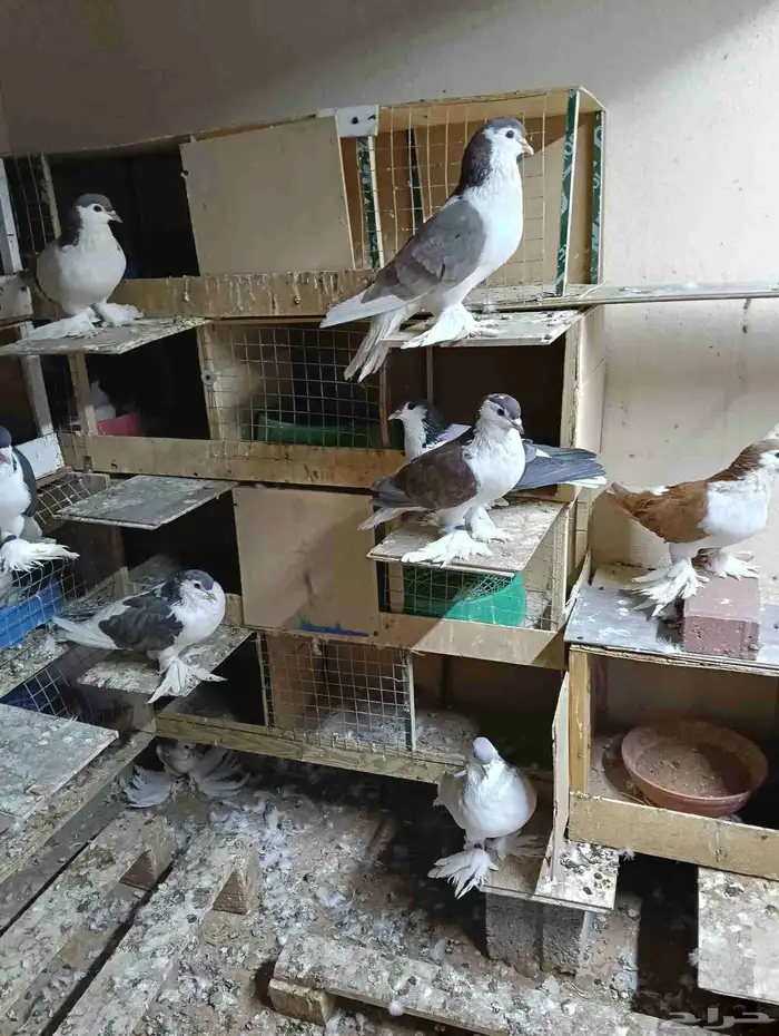 حمام شيرازي للبيع 1