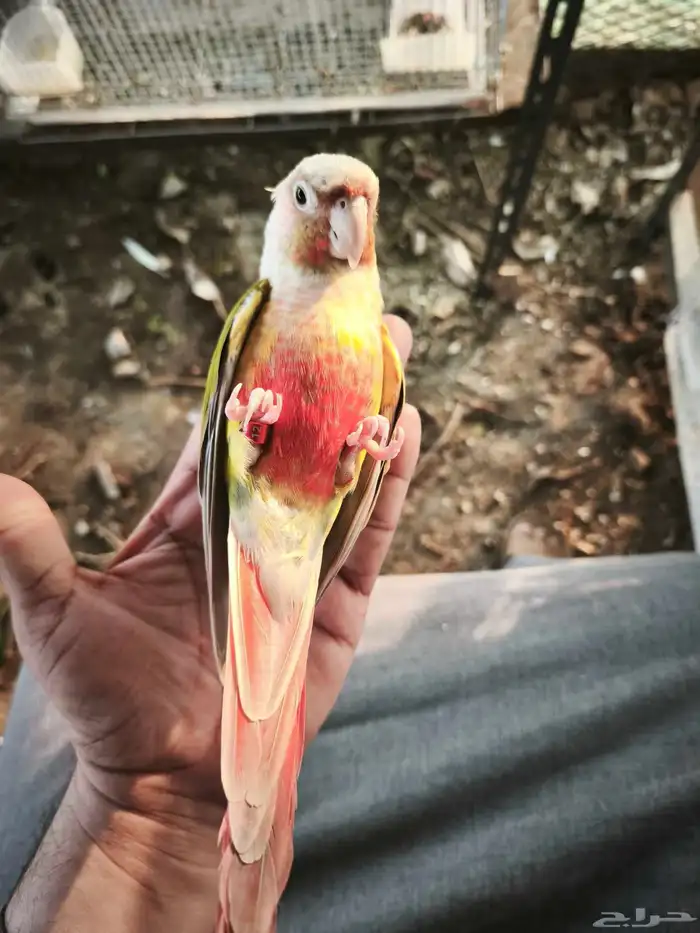 أنثى كنيور 2