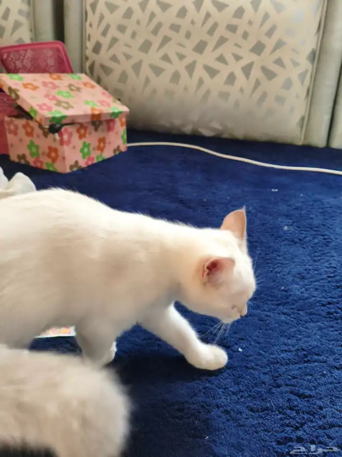 قطوه بيضاء عيونه زرقاء عمره ثلاثه شهور 1