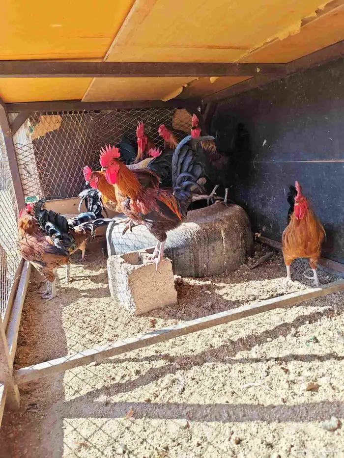 ديوك بلدي للبيع 1