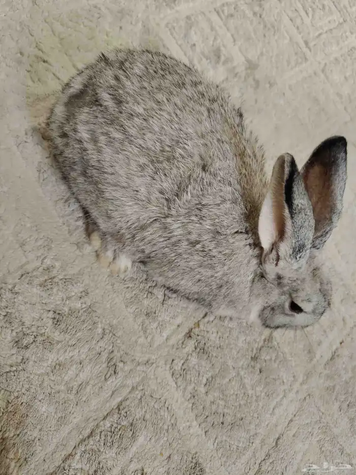 ارنبه للبيع 1