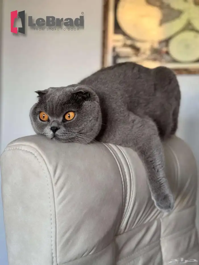 قط ذكر سكوتش بريتش LeBrad Cattery 0