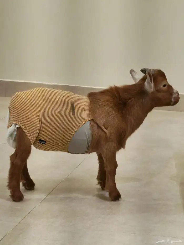 ماعز قزم 2