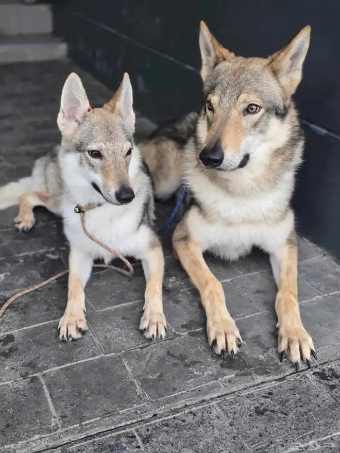 إعلان خاص  جراء الذئب التشيكوسلوفاكي جاهزة للاستيراد 4