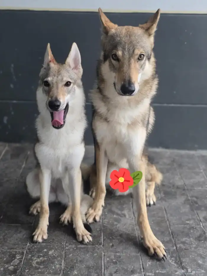 إعلان خاص  جراء الذئب التشيكوسلوفاكي جاهزة للاستيراد 5