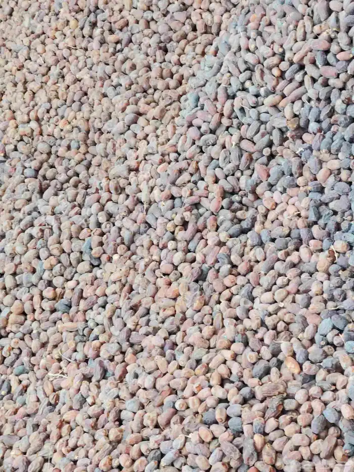 تمر ناشف. للبيع 4