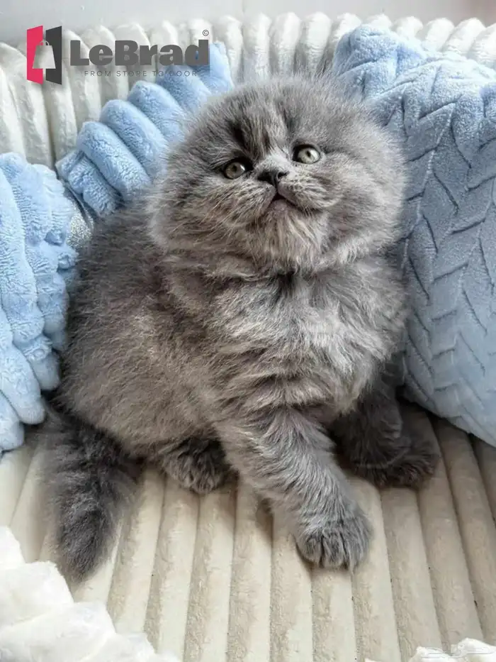 قطة انثى كيتن سكوتش بريتش بلو ليلاك عيون رصاصية LeBrad 0