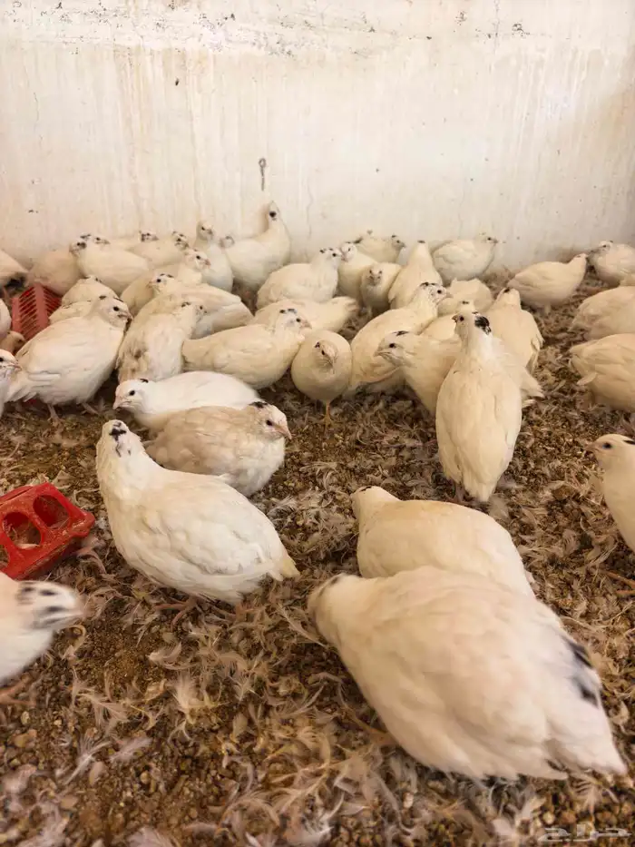 سمان تكساس للبيع العمر 5شهور 0