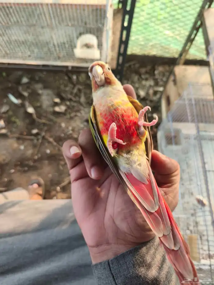 أنثى كنيور 1