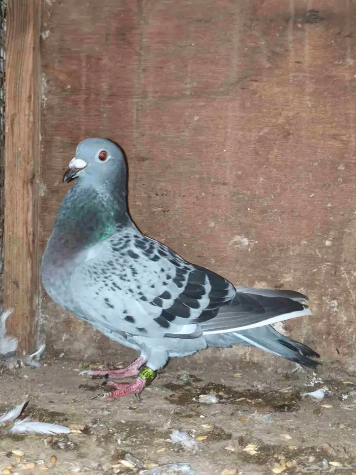 حمام زاجل سباق 4