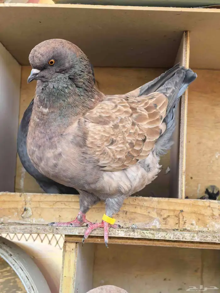 حمام كنج ازواج كنق متوالفه وفرايد 4