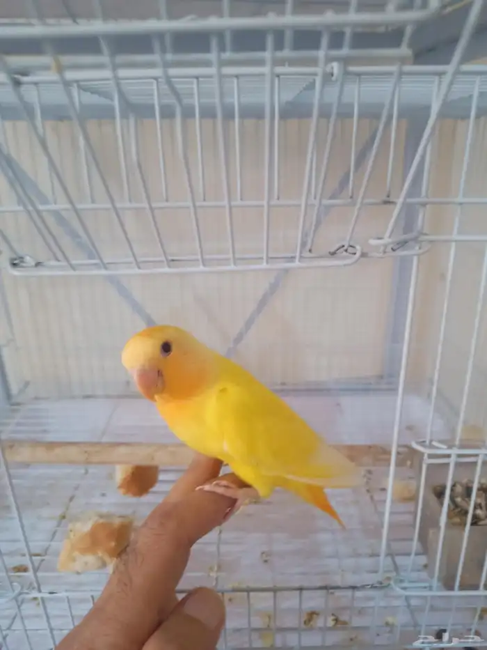 روز هدد داخلي وخارجي ومفطوم اورانج اوبلاين 0