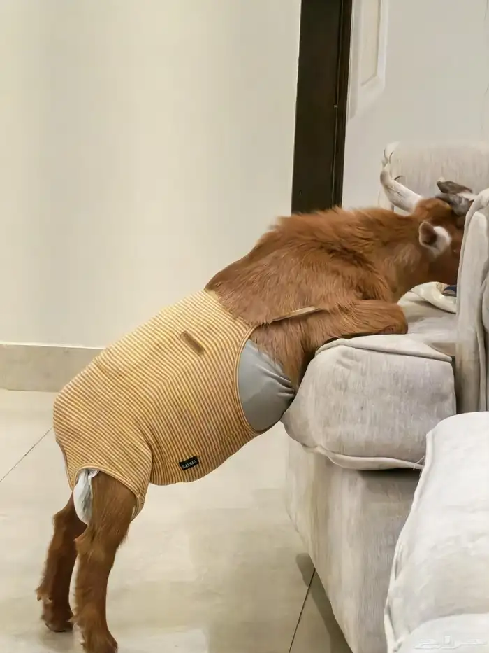 ماعز قزم 3