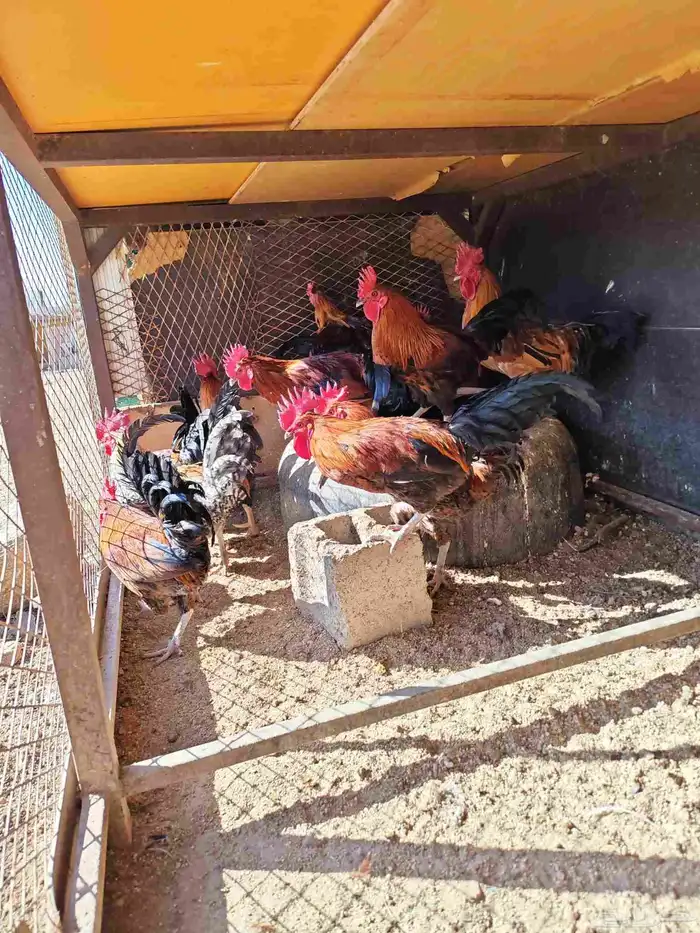 ديوك بلدي للبيع 0