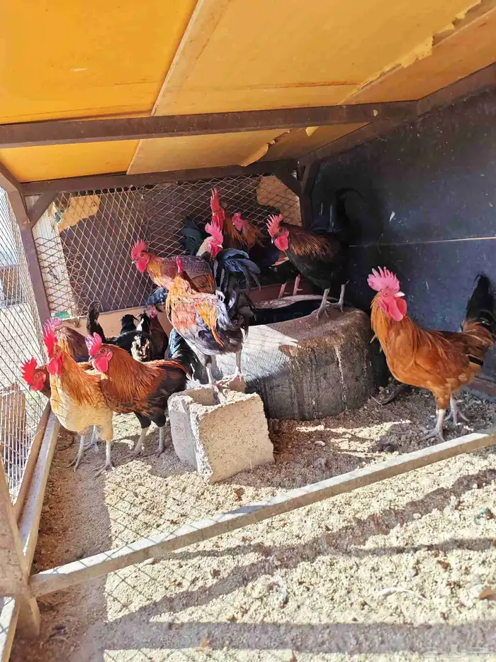 ديوك بلدي للبيع 2