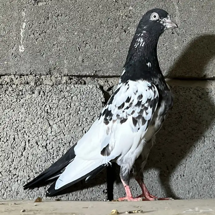 حمام باكستاني تم البيع 4