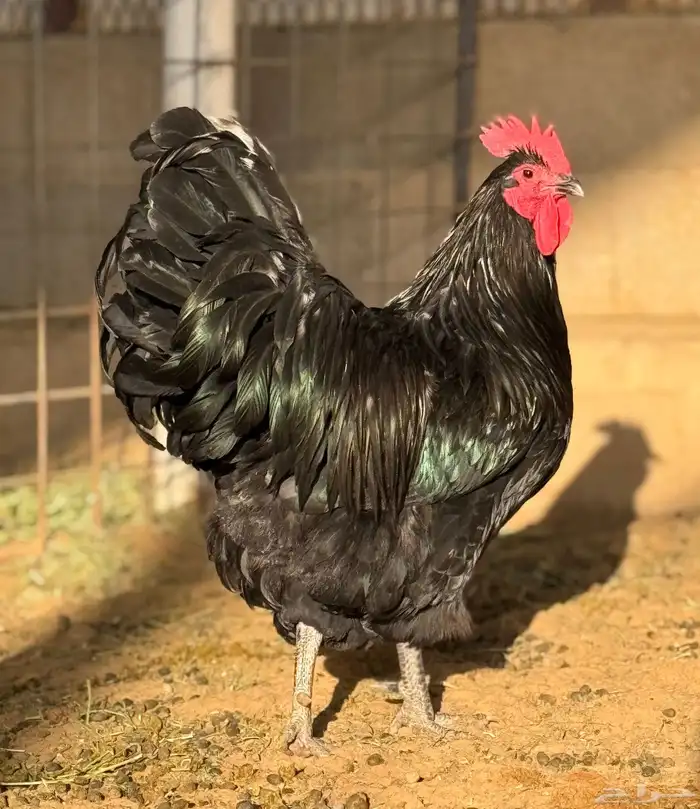 دجاج استرالوب جروم سوبر جامبو ماشاءالله 0