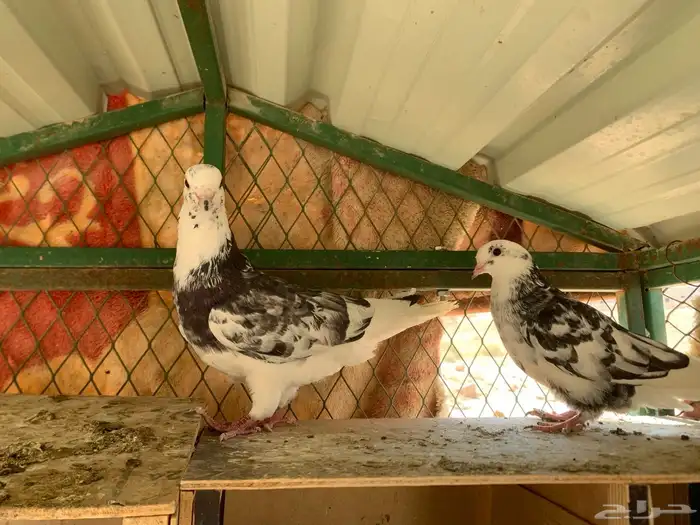 جوزين قلابي نمش 0