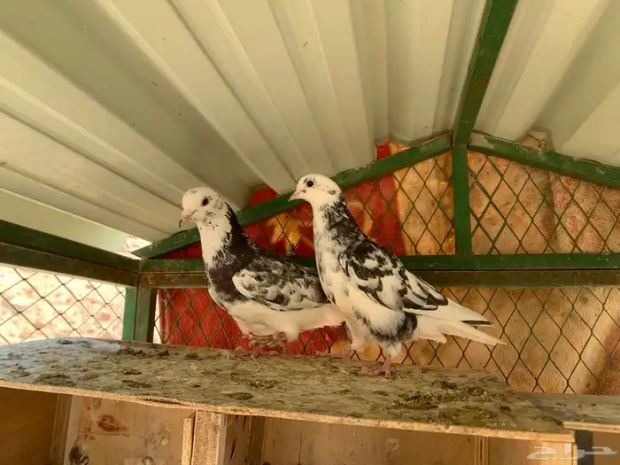 جوزين قلابي نمش 2