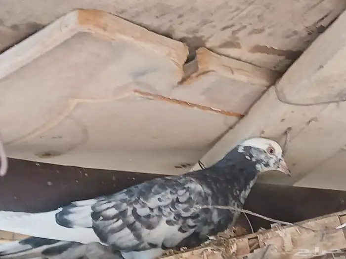 حمام قطيفي قلاب للبيع 5