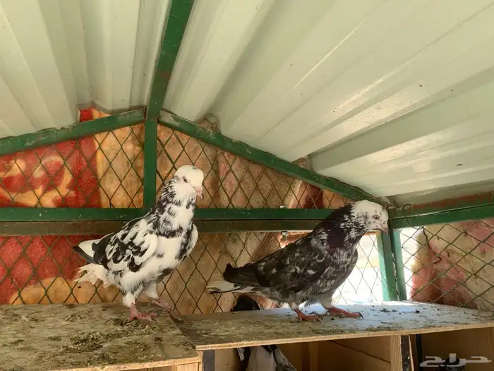 جوزين قلابي نمش 3