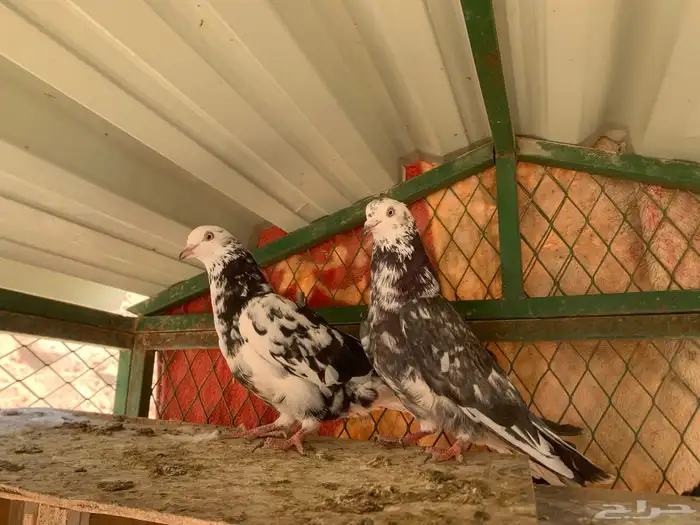 جوزين قلابي نمش 6