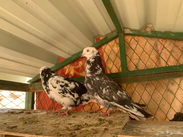 جوزين قلابي نمش 7