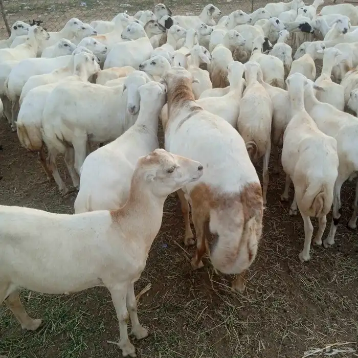 يوجد لدينا ضان رفيديات قرايب موالدات الموق جيزان مرح واحد 3