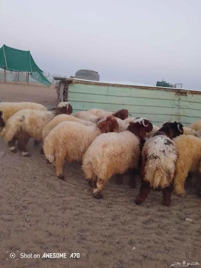 سامي للذبايح نعيم تمايم شيء فاخر 1